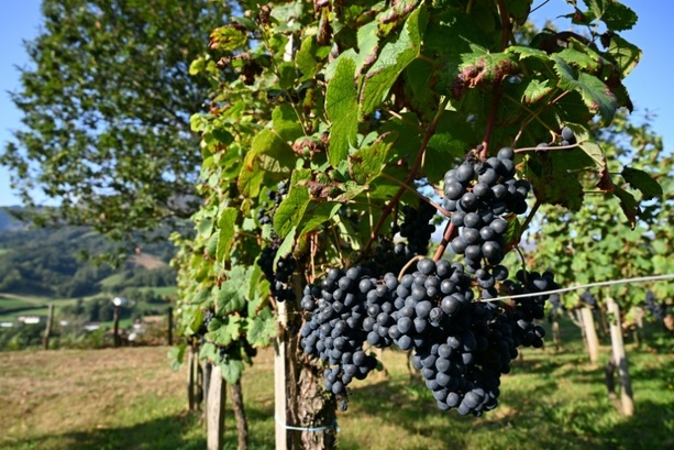 Bild vergr&ouml;&szlig;ern: Rheinland-Pfalz: Unbekannte ernten im großen Stil Trauben von Weinberg ab