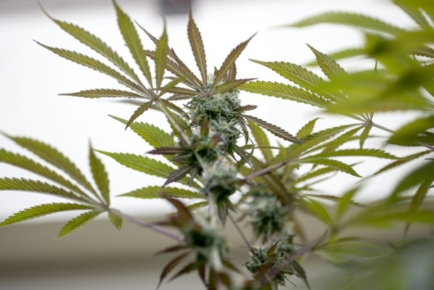 Bild vergr&ouml;&szlig;ern: Ermittler entdecken illegale Cannabisplantage in Nordrhein-Westfalen