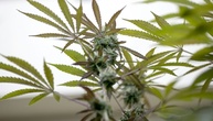 Ermittler entdecken illegale Cannabisplantage in Nordrhein-Westfalen
