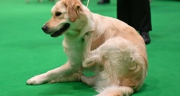 Als Wachhund unbrauchbar: Golden Retriever versucht mit Einbrecher zu spielen