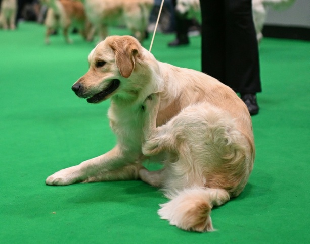 Bild vergr&ouml;&szlig;ern: Als Wachhund unbrauchbar: Golden Retriever versucht mit Einbrecher zu spielen