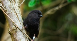 Wahl mit Rekordbeteiligung: Chathamschnäpper ist Neuseelands Vogel des Jahres