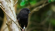 Wahl mit Rekordbeteiligung: Chathamschnäpper ist Neuseelands Vogel des Jahres