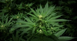 Sachsen-Anhalt: Cannabisplantage und hundert Kilogramm Blüten bei Razzia beschlagnahmt