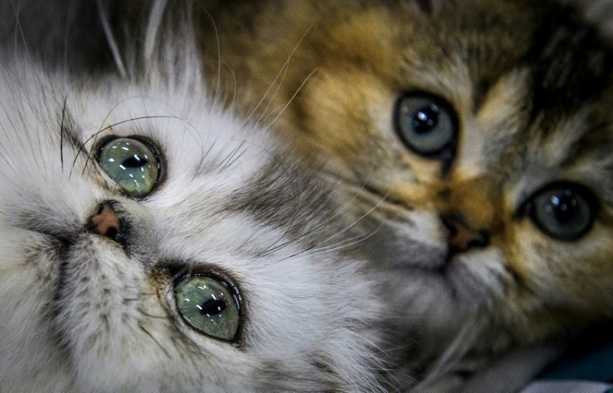 Bild vergr&ouml;&szlig;ern: Feuerwehr und Polizei retten in Ruhrgebiet zwei Katzenbabys