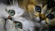 Feuerwehr und Polizei retten in Ruhrgebiet zwei Katzenbabys