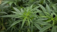 Tausende Cannabispflanzen bei Durchsuchungen in Nordrhein-Westfaen gefunden