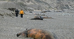 Hunderte Jungwale in Argentinien verendet - Experten vermuten bakterielle Infektion