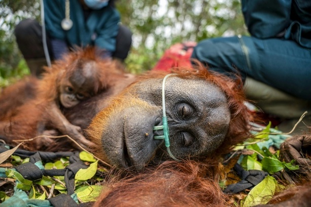 Bild vergr&ouml;&szlig;ern: Waldbrände auf Borneo bedrohen seltene Orang-Utans