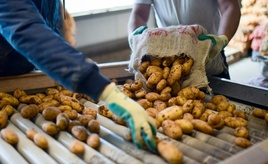 Hitzesommer: Schwache Kartoffelernte in diesem Jahr erwartet