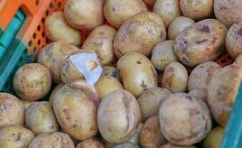 Kartoffelernte fällt dieses Jahr schwächer aus