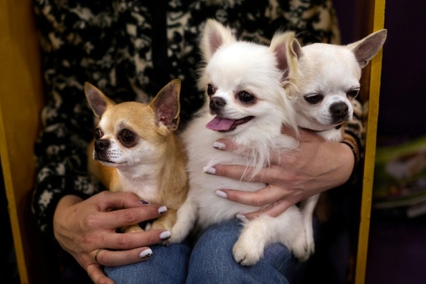 Bild vergr&ouml;&szlig;ern: Streit zwischen Hundebesitzern in Sachsen: Zwei Chihuahuas am Ende tot