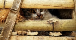 Fast 2700 Katzen für den Verzehr gestohlen: Zwölf Männer in Vietnam festgenommen