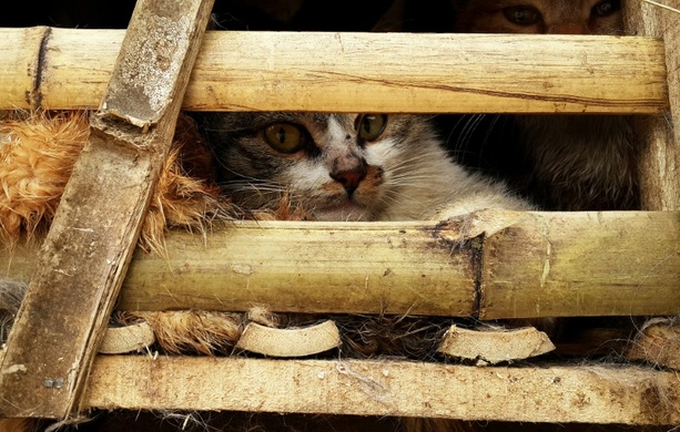 Bild vergr&ouml;&szlig;ern: Fast 2700 Katzen für den Verzehr gestohlen: Zwölf Männer in Vietnam festgenommen