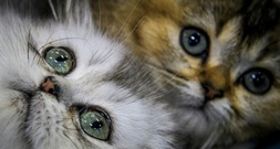 Baden-Württemberg: Drei Katzenbabys in Regionalzug ausgesetzt