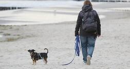 Einnahmen aus Hundesteuer stagnieren auf hohem Niveau