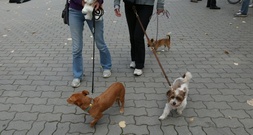 Hundesteuer-Einnahmen weiterhin auf hohem Niveau