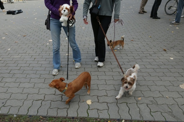 Bild vergr&ouml;&szlig;ern: Hundesteuer-Einnahmen weiterhin auf hohem Niveau