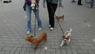 Hundesteuer-Einnahmen weiterhin auf hohem Niveau