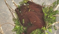 An Baumspitzen geklammert: Orang-Utans vor Waldbränden in Indonesien gerettet