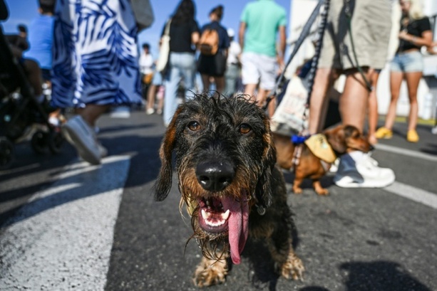 Bild vergr&ouml;&szlig;ern: Hundebesitzer in Wien sollen beim Gassigehen mit Flascherl Urin wegspülen