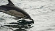 Nach Verlegung aus Freizeitpark in Südfrankreich: Delfin in Spanien verendet
