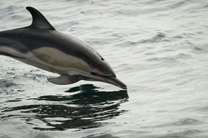Nach Verlegung aus Freizeitpark in Südfrankreich: Delfin in Spanien verendet