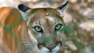 Mögliche Pumasichtung in Bayern: Weitere keine Nachweise von Raubkatze