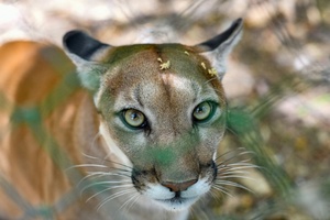 Mögliche Pumasichtung in Bayern: Weitere keine Nachweise von Raubkatze