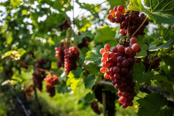 Bild vergr&ouml;&szlig;ern: Deutsche Weinbaubetriebe erwarten höhere Weinernte als im letzten Jahr