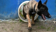 Hundehalterin in Hessen bei Rettungsaktion verletzt: Schmerzensgeld rechtens