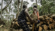 Bericht: Globale Entwaldung 2025 zurückgegangen - allerdings kein Langfrist-Trend