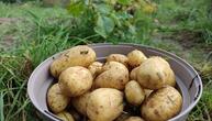 Niedrigere Ernte und deutliche Preissteigerungen bei Kartoffeln