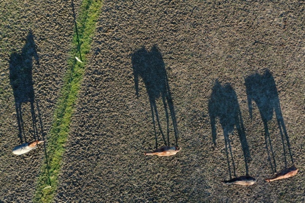 Bild vergr&ouml;&szlig;ern: Schleswig-Holstein: Pferd auf Koppel von Drohne in Tod gehetzt
