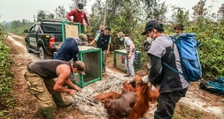 Tierschützer retten dutzende Orang-Utans vor Waldbränden in Indonesien