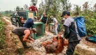 Tierschützer retten dutzende Orang-Utans vor Waldbränden in Indonesien