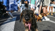 Mutter und Sohn in Hessen von eigenem Hund angegriffen und schwer verletzt