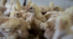 Dänischer Tierschutzminister will sich für Verbot von